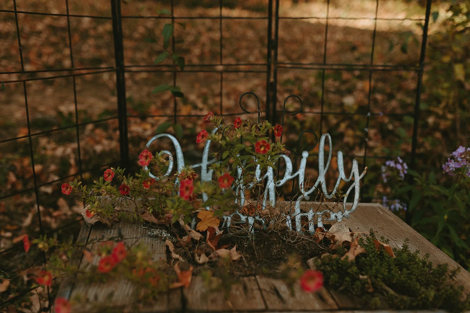 house on the hill tulip rompers＆bonnet house on the hill tulip rompers＆bonnet house on the hill tulip